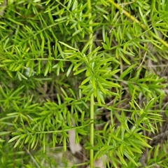 Asparagus aethiopicus at Sunshine Bay, NSW - 1 Dec 2024 11:14 AM