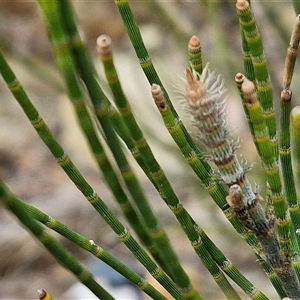 Casuarina glauca (Swamp She-oak) at Sunshine Bay, NSW by trevorpreston