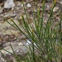 Casuarina glauca at Sunshine Bay, NSW - 1 Dec 2024 11:12 AM