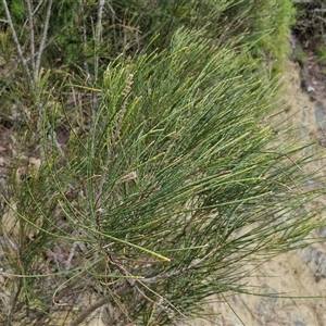 Casuarina glauca at Sunshine Bay, NSW - 1 Dec 2024 11:12 AM