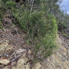 Casuarina glauca at Sunshine Bay, NSW - 1 Dec 2024 11:12 AM