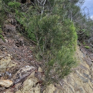 Casuarina glauca at Sunshine Bay, NSW - 1 Dec 2024 11:12 AM