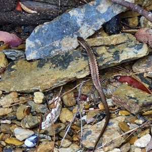 Eulamprus heatwolei at Sunshine Bay, NSW by trevorpreston