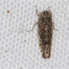 Orosius argentatus (A leafhopper) at Melba, ACT - 26 Nov 2024 by kasiaaus