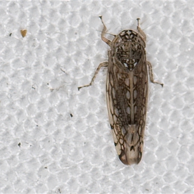 Unidentified Leafhopper or planthopper (Hemiptera, several families) at Melba, ACT - 26 Nov 2024 by kasiaaus