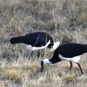 Threskiornis spinicollis at Dunlop, ACT - 10 Aug 2024