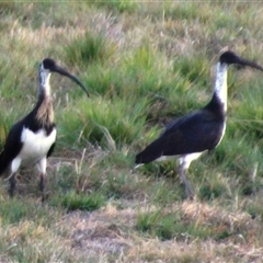 Threskiornis spinicollis at Dunlop, ACT - 10 Aug 2024 05:14 PM