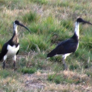 Threskiornis spinicollis at Dunlop, ACT - 10 Aug 2024 05:14 PM