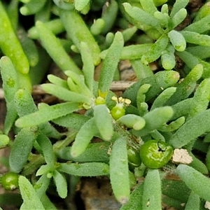 Enchylaena tomentosa var. tomentosa (Ruby Saltbush) at Sunshine Bay, NSW by trevorpreston