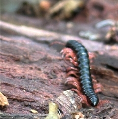 Paradoxosomatidae sp. (family) at Kangaroo Valley, NSW - 30 Nov 2024 by lbradley