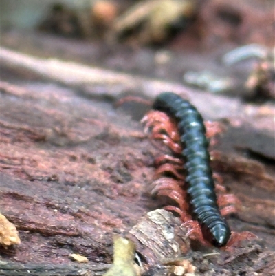 Paradoxosomatidae sp. (family) by lbradley