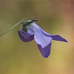 Wahlenbergia stricta subsp. stricta (Tall Bluebell) at Watson, ACT - 8 Nov 2014 by Jennybach