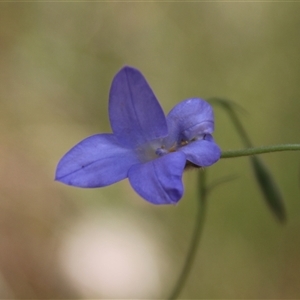 Wahlenbergia stricta subsp. stricta at Watson, ACT - 9 Nov 2014 09:14 AM