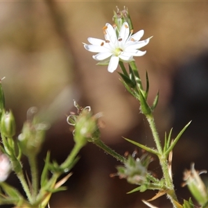 Stellaria pungens at Watson, ACT - 9 Nov 2014