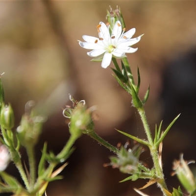 Stellaria pungens (Prickly Starwort) at Watson, ACT - 9 Nov 2014 by Jennybach