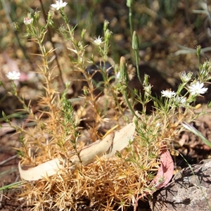 Stellaria pungens at Watson, ACT - 9 Nov 2014