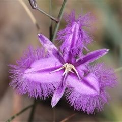 Thysanotus tuberosus (Common Fringe-lily) at Hackett, ACT - 8 Nov 2014 by Jennybach