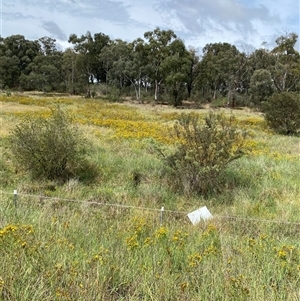 Hypericum perforatum at Deakin, ACT - 1 Dec 2024