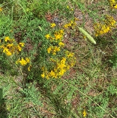 Hypericum perforatum at Deakin, ACT - 1 Dec 2024