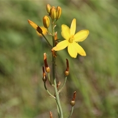 Bulbine bulbosa (Golden Lily, Bulbine Lily) at Watson, ACT - 9 Nov 2014 by Jennybach