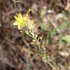 Bulbine bulbosa at Watson, ACT - 9 Nov 2014 09:22 AM