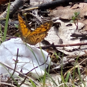 Geitoneura acantha at Bungendore, NSW - suppressed