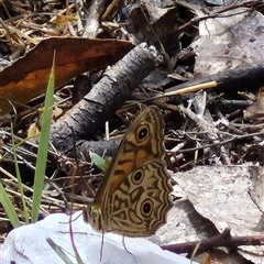 Geitoneura acantha at Bungendore, NSW - suppressed