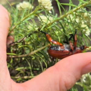 Anoplognathus montanus at Bungendore, NSW - suppressed