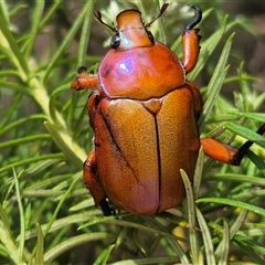 Anoplognathus montanus at Bungendore, NSW - suppressed