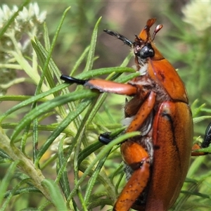 Anoplognathus montanus at Bungendore, NSW - suppressed