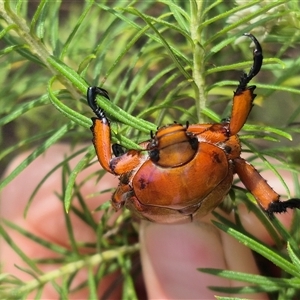 Anoplognathus montanus at Bungendore, NSW - suppressed