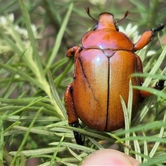 Anoplognathus montanus at Bungendore, NSW - suppressed