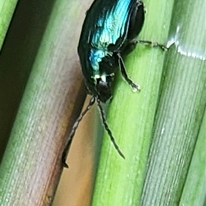 Arsipoda chrysis at Gundaroo, NSW - 1 Dec 2024 12:27 PM