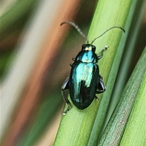 Arsipoda chrysis at Gundaroo, NSW - 1 Dec 2024 12:27 PM