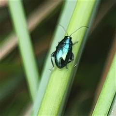 Arsipoda chrysis at Gundaroo, NSW - 1 Dec 2024 12:27 PM