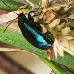 Arsipoda chrysis at Gundaroo, NSW - 1 Dec 2024 12:27 PM