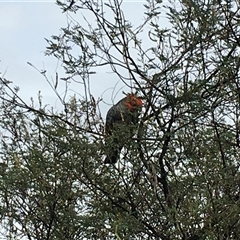 Callocephalon fimbriatum (Gang-gang Cockatoo) at Cook, ACT - 30 Nov 2024 by dwise