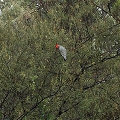 Callocephalon fimbriatum at Cook, ACT - suppressed