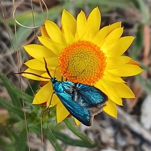 Pollanisus (genus) at Watson, ACT - 4 Nov 2024