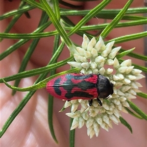 Castiarina indistincta at Bungendore, NSW - suppressed