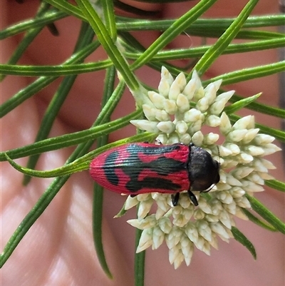 Castiarina indistincta (Jewel Beetle) at Bungendore, NSW - 1 Dec 2024 by clarehoneydove