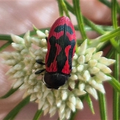 Castiarina indistincta at Bungendore, NSW - suppressed