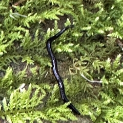 Platyhelminthes (phylum) (Unidentified flatworm) at Kangaroo Valley, NSW - 30 Nov 2024 by lbradley