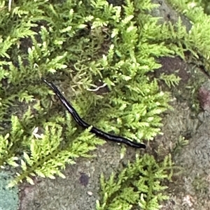 Platyhelminthes (phylum) at suppressed - suppressed