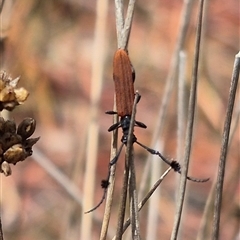 Tropis paradoxa (Longicorn beetle) at Bungendore, NSW - 1 Dec 2024 by clarehoneydove