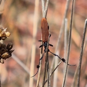 Tropis paradoxa at Bungendore, NSW - suppressed