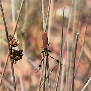 Tropis paradoxa at Bungendore, NSW - suppressed