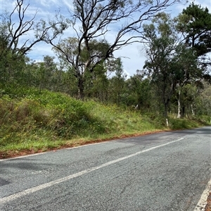 Hypericum perforatum at Red Hill, ACT - 1 Dec 2024