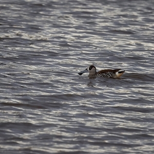 Malacorhynchus membranaceus (Pink-eared Duck) at Throsby, ACT by pixelnips