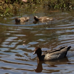 Chenonetta jubata at Hackett, ACT - 9 Nov 2014 10:01 AM